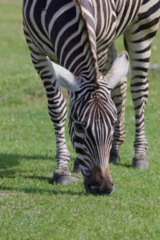 Beautiful zebra on the grass close-up 