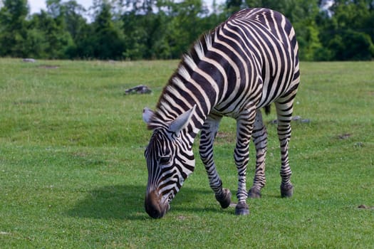 Zebra is going through the grass field