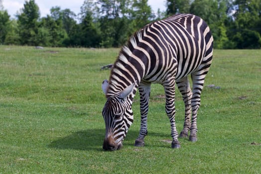 Beautiful zebra on the field