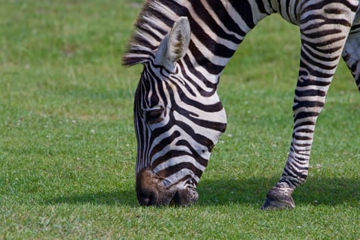 Beautiful close-up of the zebra on the grass