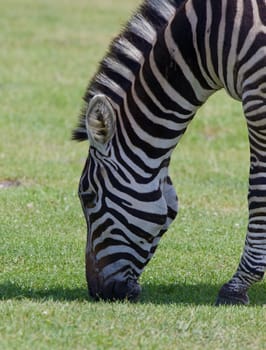 Zebra on the grass field