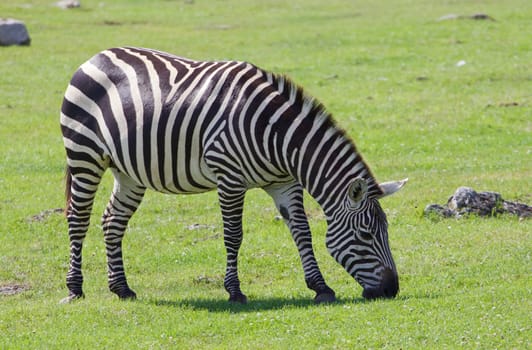 Beautiful zebra on the field