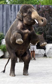 Strong Asian elephant staying on his two legs