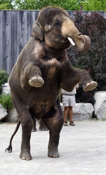 Beautiful Asian elephant is staying with the closed eyes