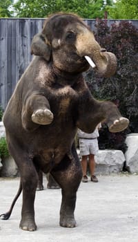 Beautiful Asian elephant is staying straight on his two legs