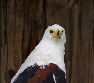 Strange African Fish Eagle 