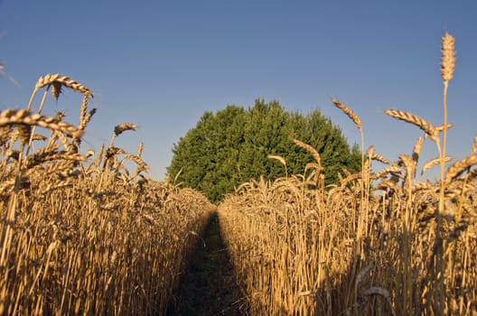 Landscape of ripening wheat in summer end day