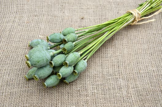 Decorative bundle of poppy seed heads on linen