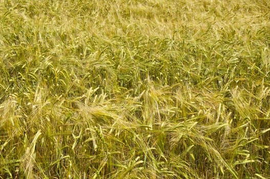 farm field of ripening barley in the sun on summer's day  