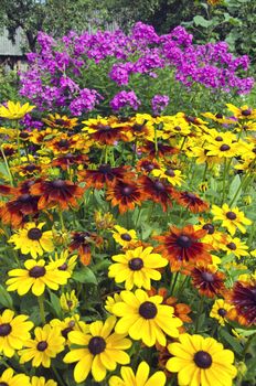 Rudbeckia and phlox flowering in country summer garden