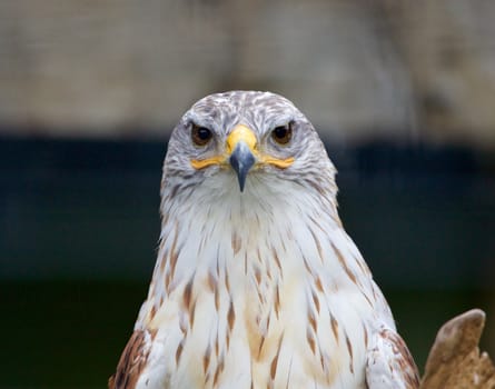 Ferruginous Hawk close-up