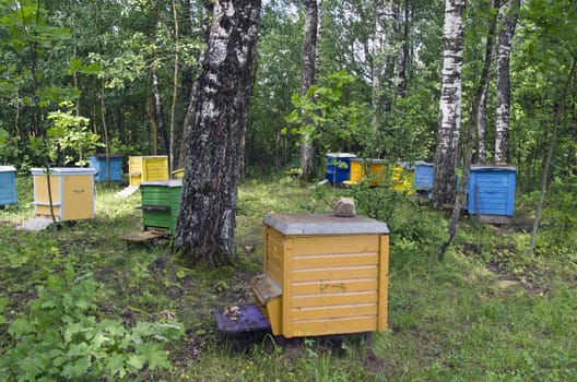 Multicolored beehives between birch trees grove