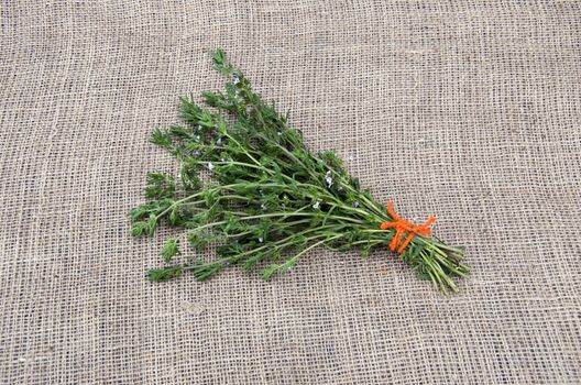 Satureja tied savory medical spice herb with orange string on linen background