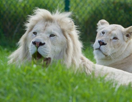 Strong beautiful white lions couple on the grass