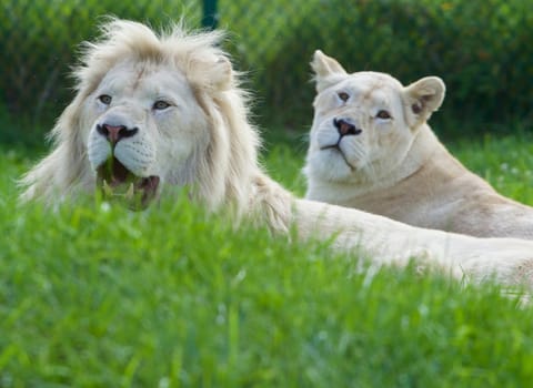 A pair of the beautiful  and dangerous white lions laying on the grass