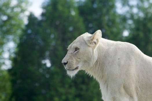 Very beautiful background with a white lion