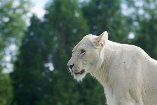 Funny white lion shows the tongue