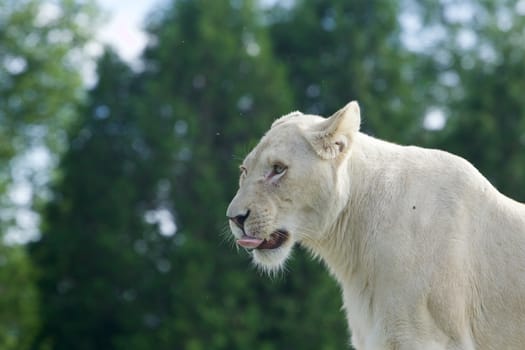 Beautiful close-up of a white lion showing her teeth and tongue
