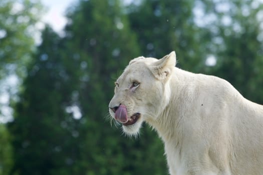 Strong beautiful white lion is ready to eat someone