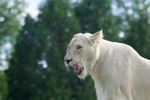 Beautiful close-up of a white lion ready to eat someone