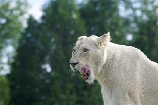Very beautiful portrait of a strong white lion with the open mouth