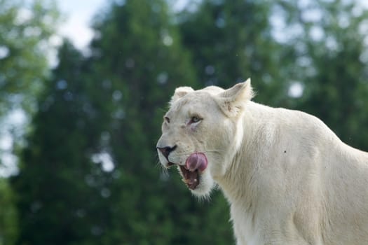 The white lion is going to eat someone