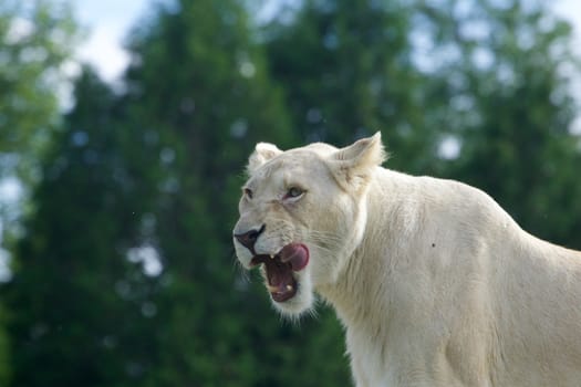 Very beautiful background with the screaming furious white lion