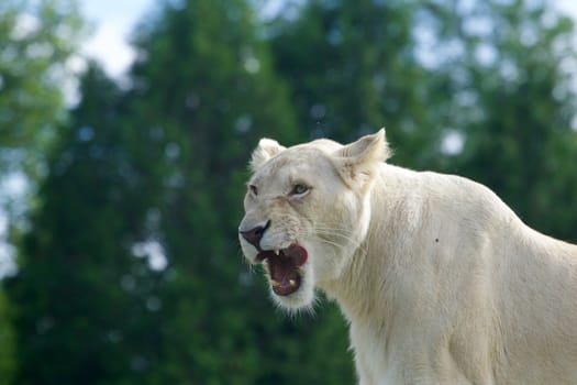 The close-up of a furious strong white lion 