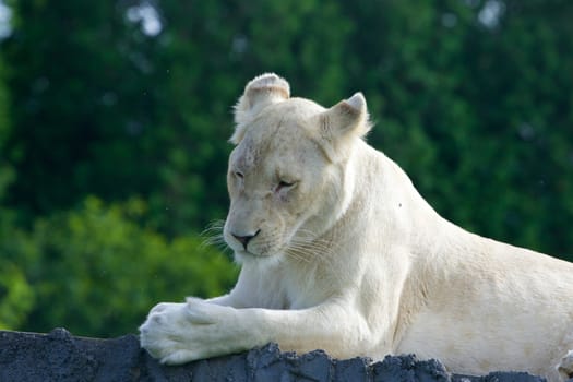 Calm white lion is laying 