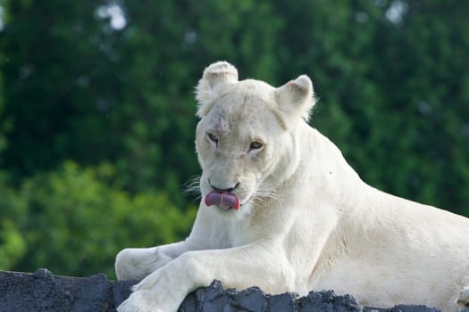 Funny white lion shows her tongue