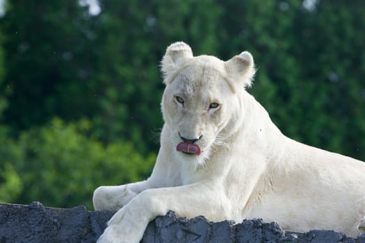 The strange sight of a beautiful and dangerous white lion