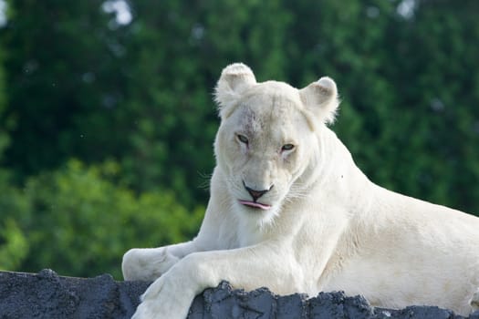 Funny but dangerous white lion shows her tongue