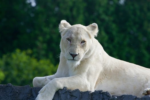 The dangerous white lion is looking at you