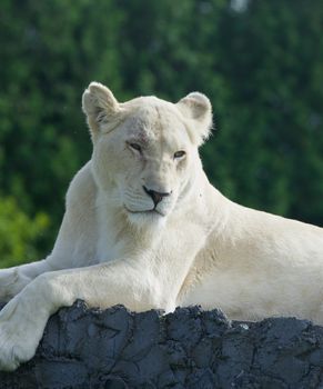 Bored white lion is laying