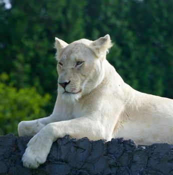 The white lion seems to be bored