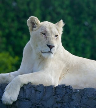 The laying white lion close-up