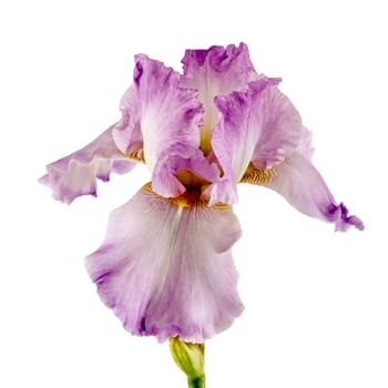 Violet flower of iris, isolated on white background