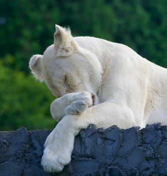 Funny white lion seems to be ashamed