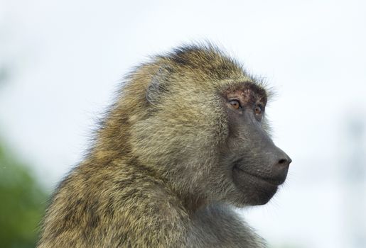 Joyful baboon close-up