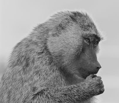 The funny baboon is trying to decide something