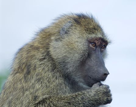 Thoughtful funny baboon's beautiful portrait