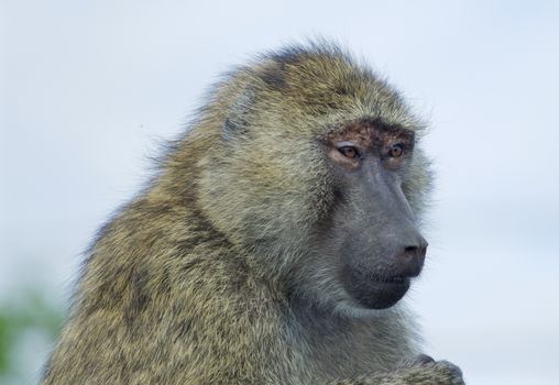 The skeptic baboon's funny portrait
