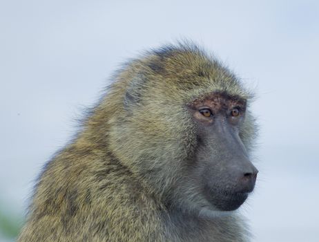 The surprised funny baboon