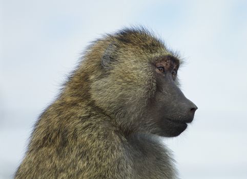 The funny baboon is looking on something interesting