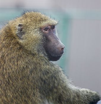 The close-up of the funny baboon that turns back