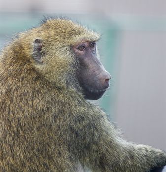 Funny thoughtful baboon close-up