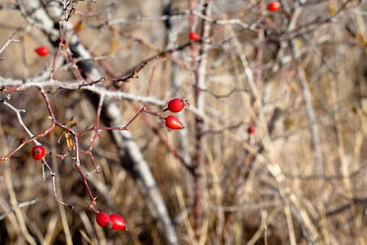 Red autumn berries and bare bushes
