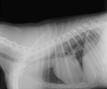 X-ray image of a dog