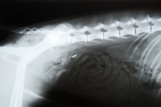 X-ray image of a dog