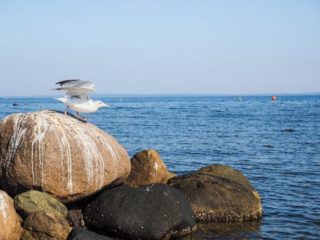 Seagull leaving rocks at sea into the blue with clear blue sky